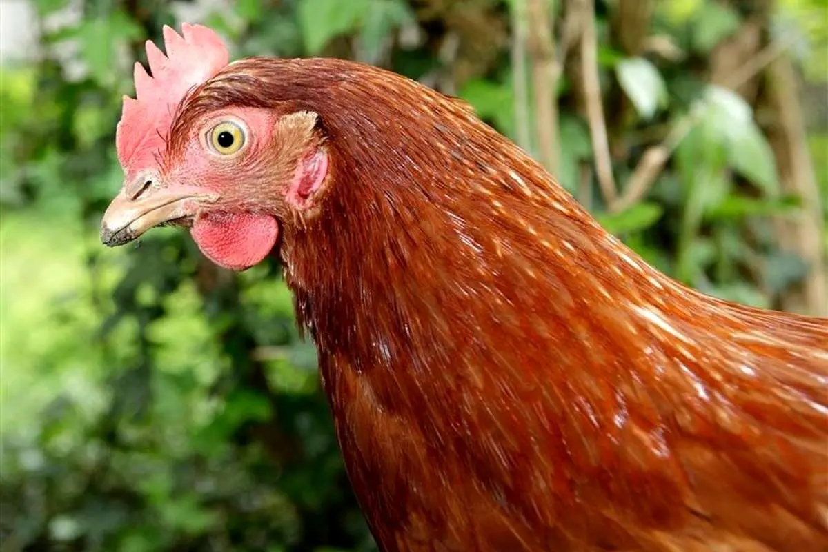 (ویدئو) هیپنوتیزم کردن مرغ و خروس با شیوه‌ای عجیب؛ پشت پرده چه خبر است؟