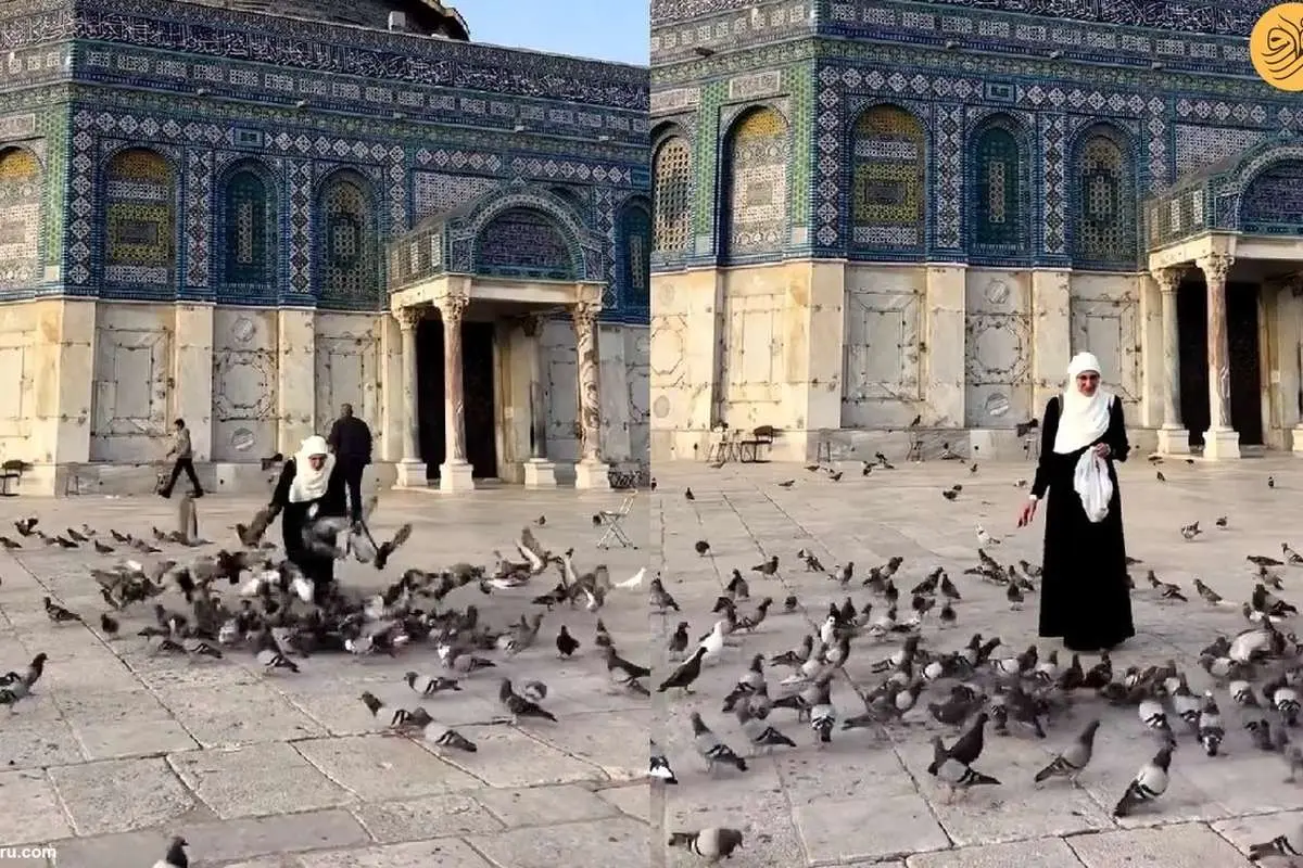 (ویدئو) کبوتربازی یک زن در صحن مسجد الاقصی