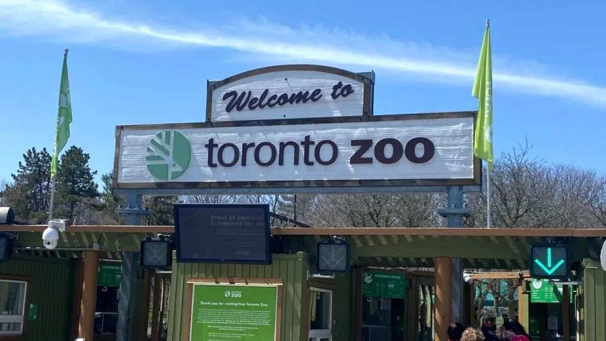 (عکس) واکنش گوریل‌های باغ‌وحش به تصاویر ویدیویی