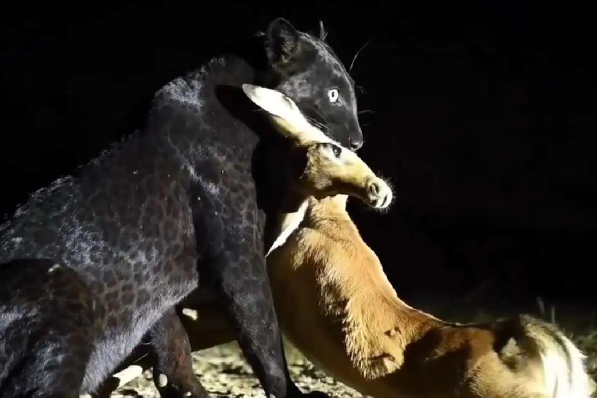 (ویدئو) مشاهده یک پلنگ سیاه