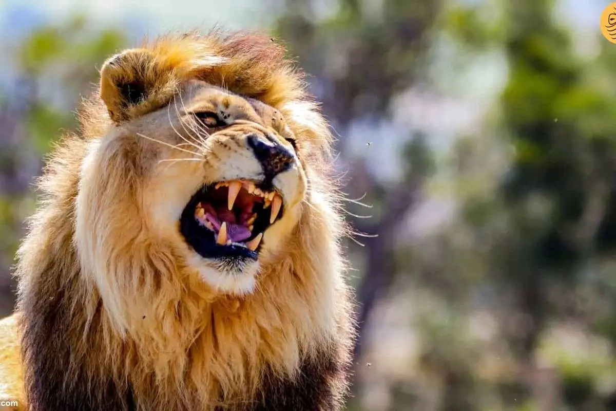 (ویدئو) انتظار شیر نر غول پیکر برای خوردن یک انسان!