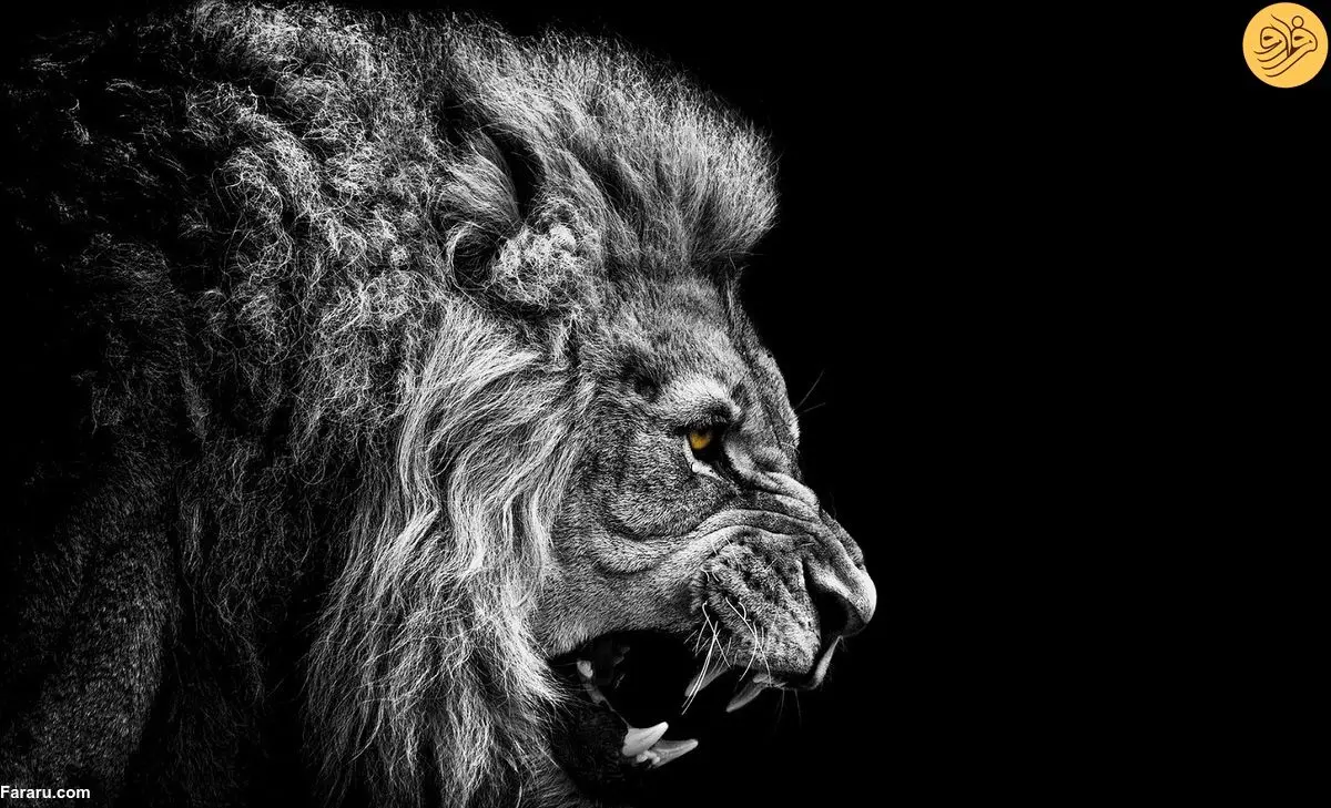 ویدئویی نادر از غرش شگفت‌انگیز ۴ شیر نر