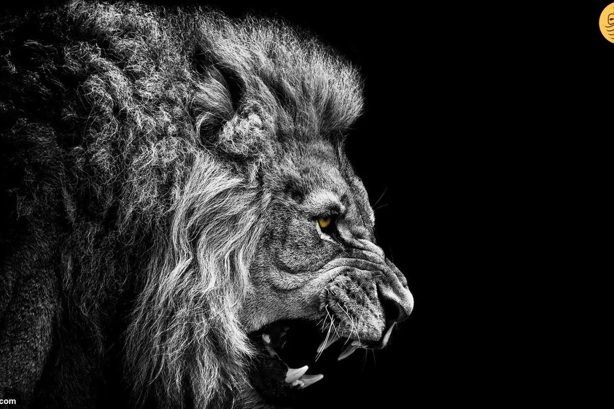 ویدئویی نادر از غرش شگفتانگیز ۴ شیر نر