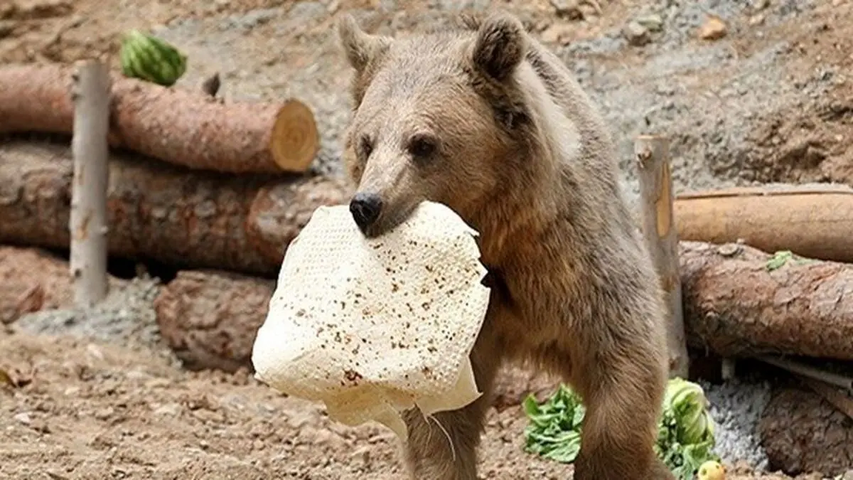 (ویدئو) تور غذارسانی به خرس‌ها در کوه‌های سبلان