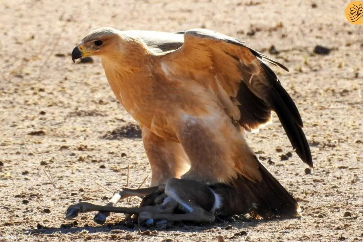 (ویدئو) سرنوشت غمانگیز بچه غزال معلول