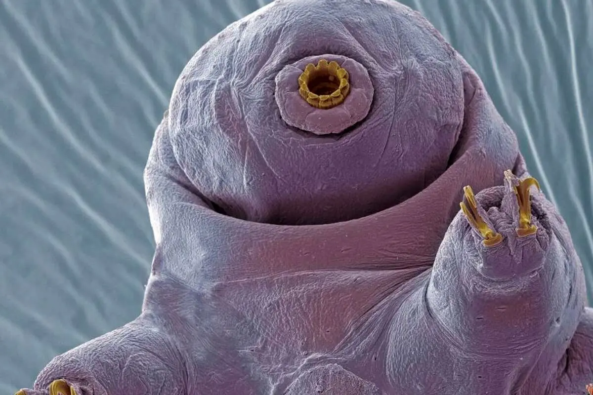 تحقیق عجیب دانشمندان / شلیک خرس آبی از تفنگ/ آیا این موجودات زنده ماندند؟