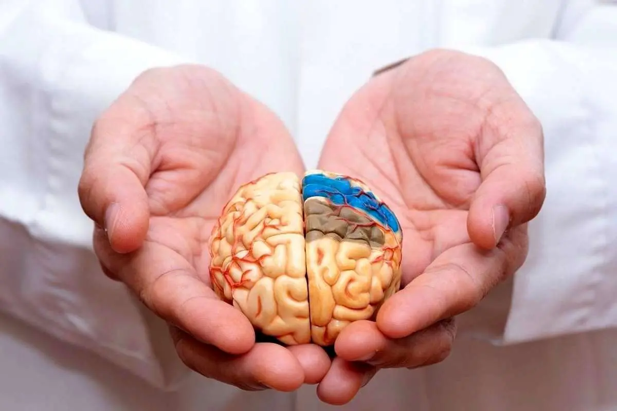 کمبود این ویتامین مغز را کوچک و حافظه را نابود میکند
