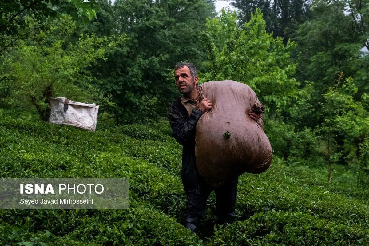 (تصاویر) چای ایرانی