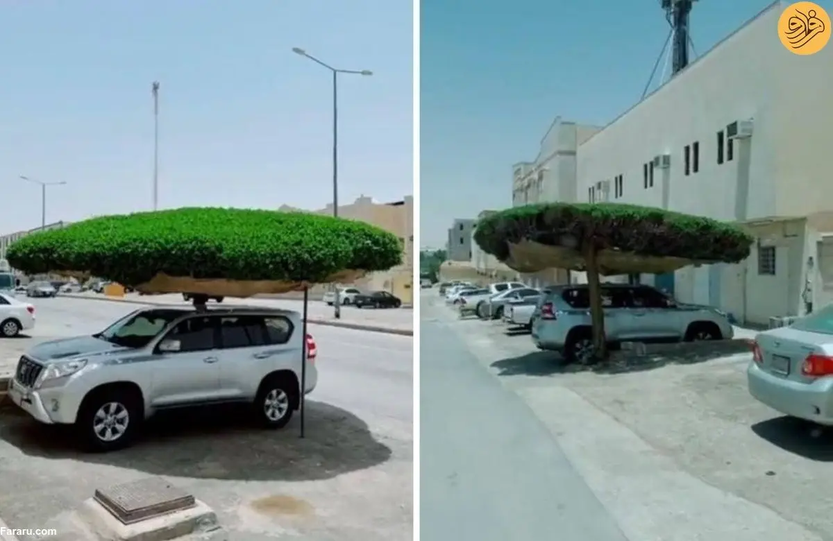 (ویدئو) درختی که چتر طبیعی یک خودروی شاسی‌بلند شد