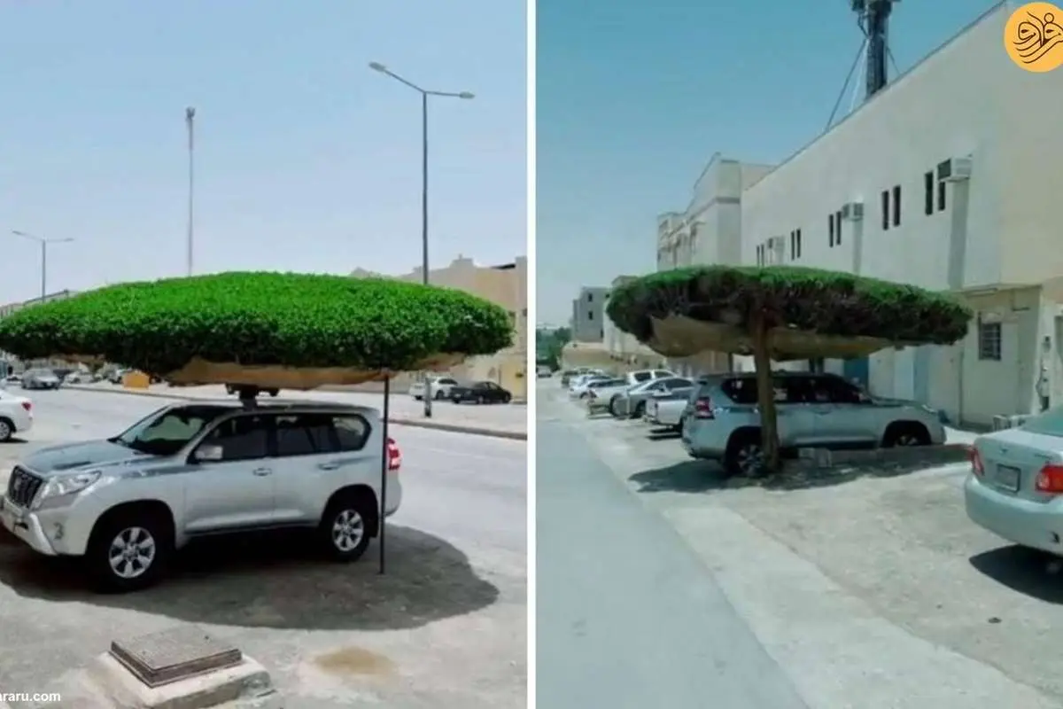 (ویدئو) درختی که چتر طبیعی یک خودروی شاسیبلند شد