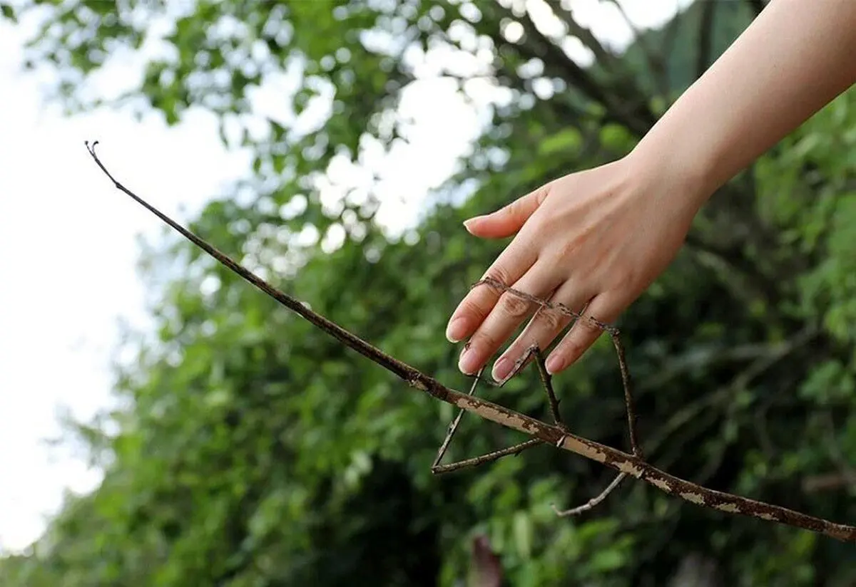 (تصاویر) اندازۀ باورنکردنی بزرگترین حشرات جهان