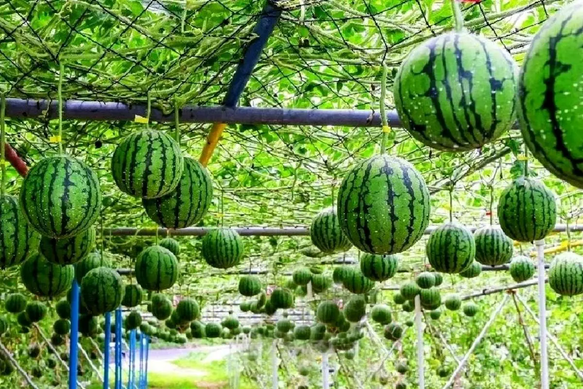 (ویدئو) گران‌ترین هندوانه جهان