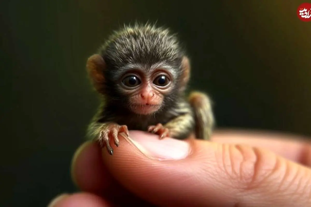 (ویدئو) با کوچکترین میمون جهان آشنا شوید