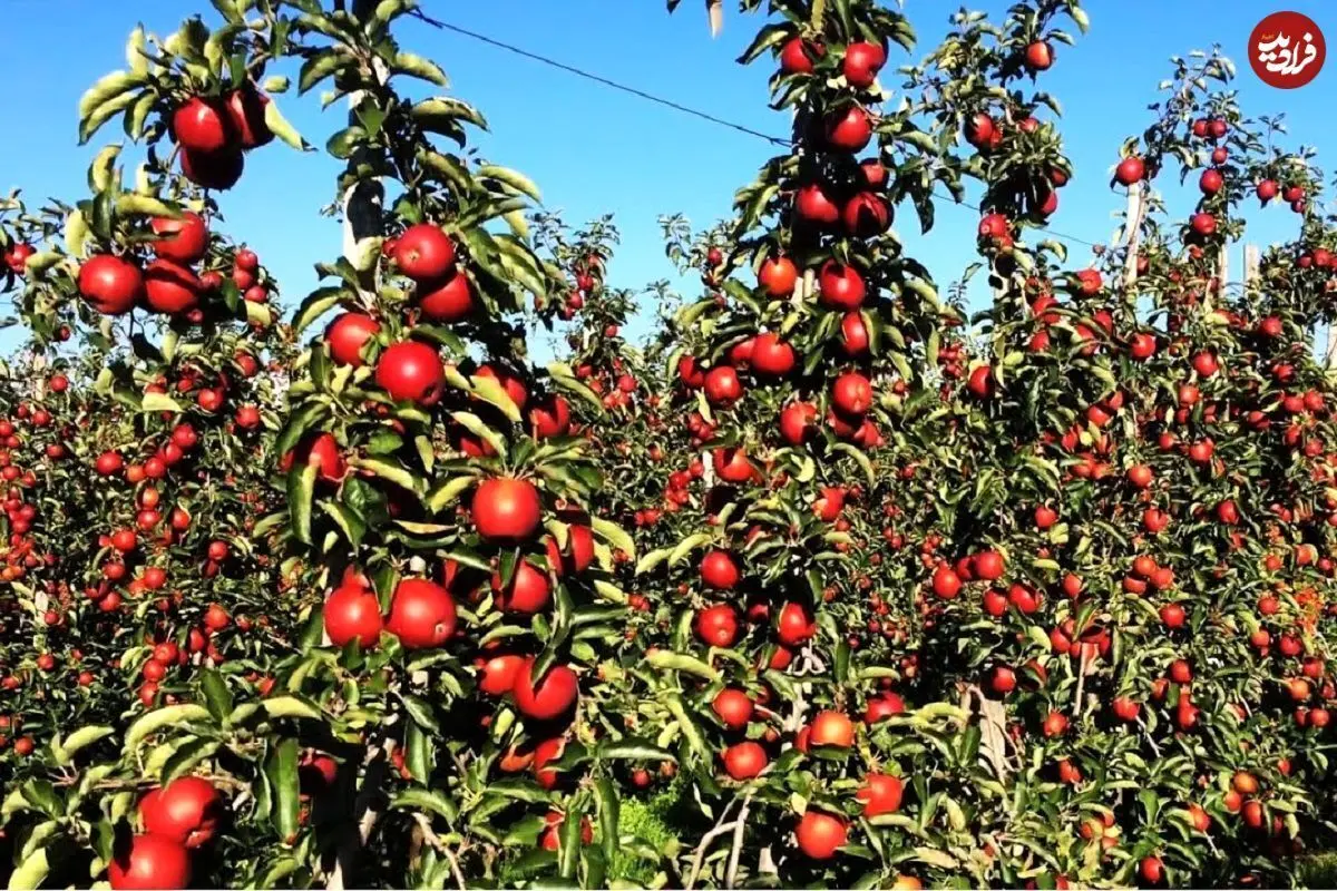 (ویدئو) عملیات برداشت سیب در مزرعه و فرایند تهیه آب میوه سیب