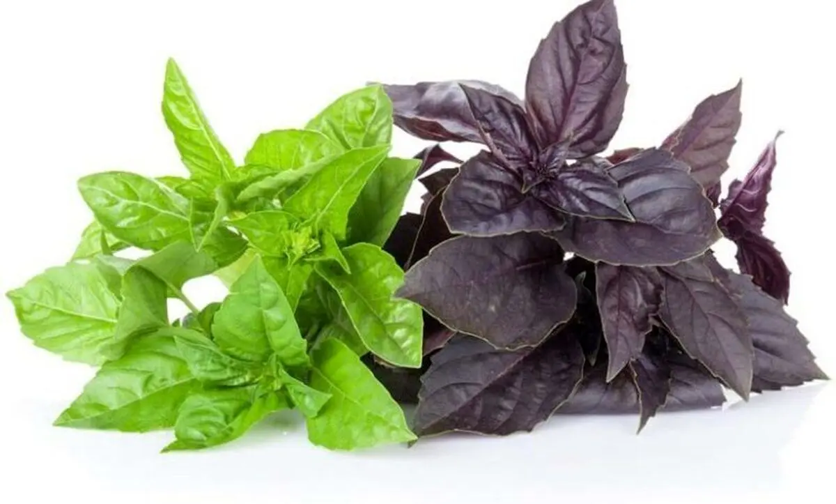 سبزی خوردنی که گیاه دارویی نیز است