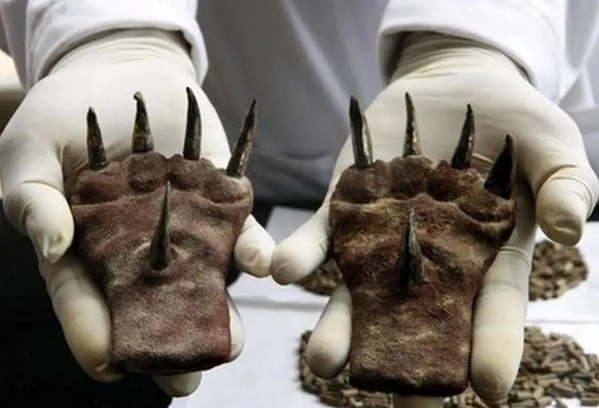 (عکس) کشف نخستین «پنجه مرگ» جهان با قدمت ۱۵۰۰ سال