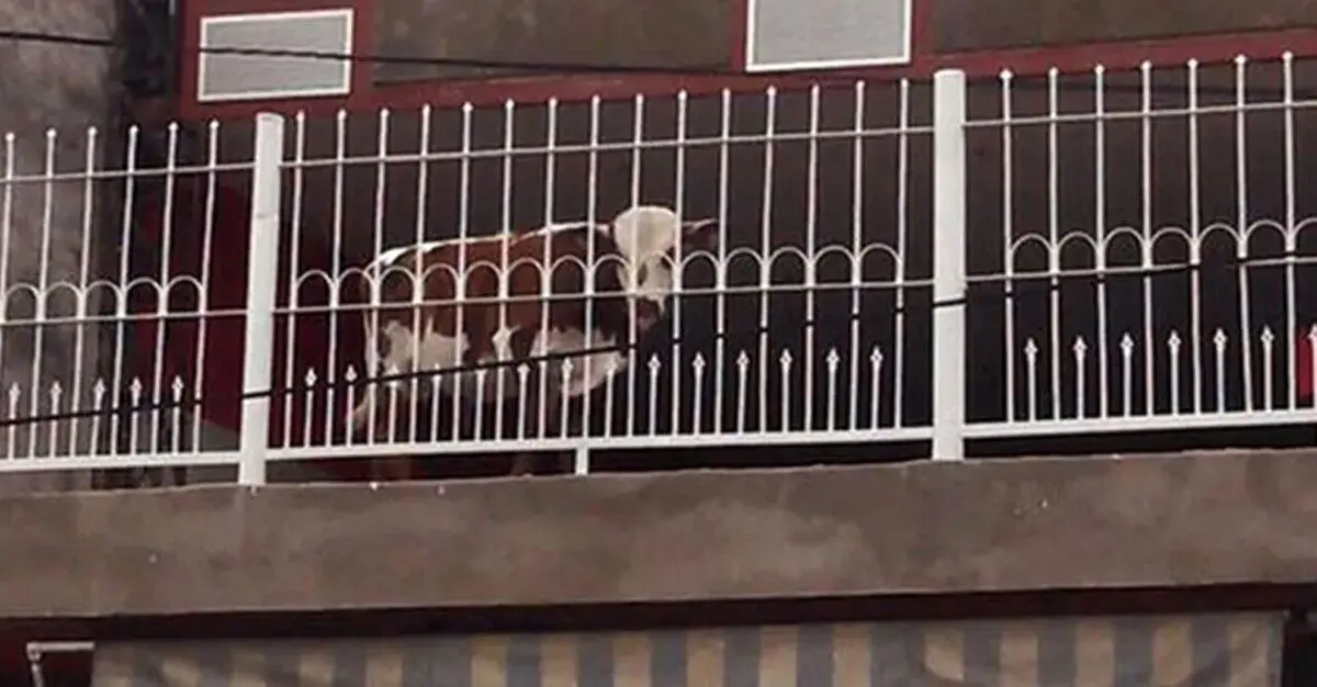 (عکس) پرورش گوساله در طبقه پنجم آپارتمان