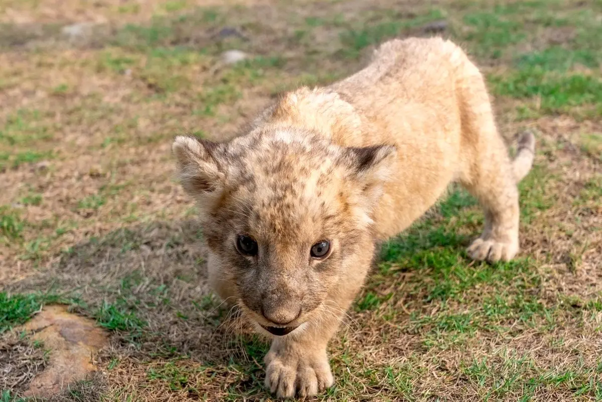 ویدئویی جالب از صدای غرش بچه شیر
