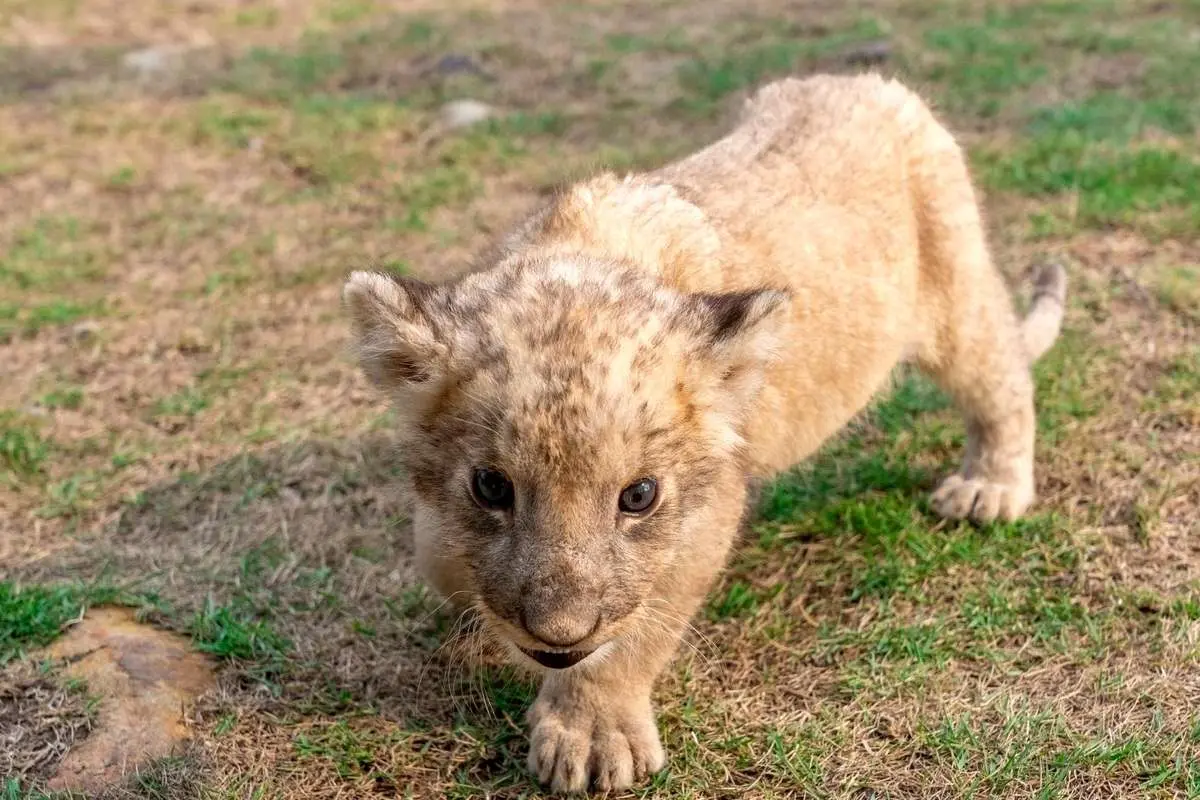 ویدئویی جالب از صدای غرش بچه شیر