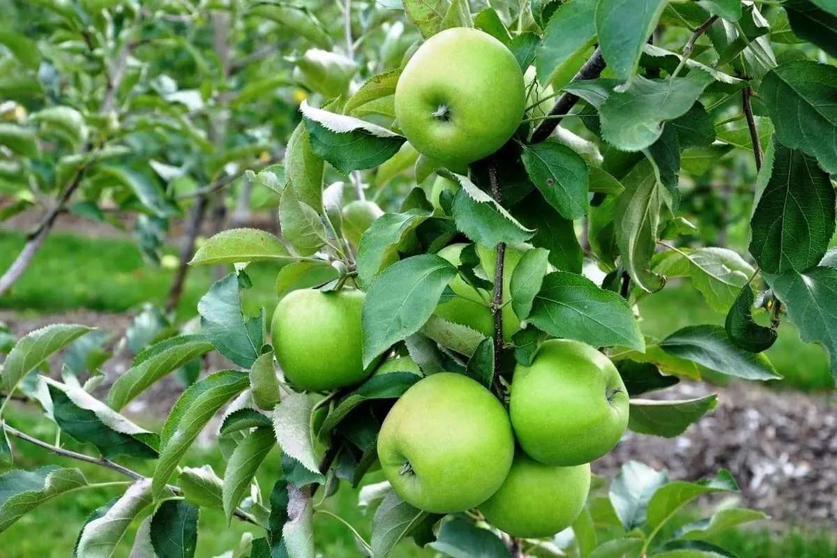 دیابت خود را با این میوه کنترل کنید