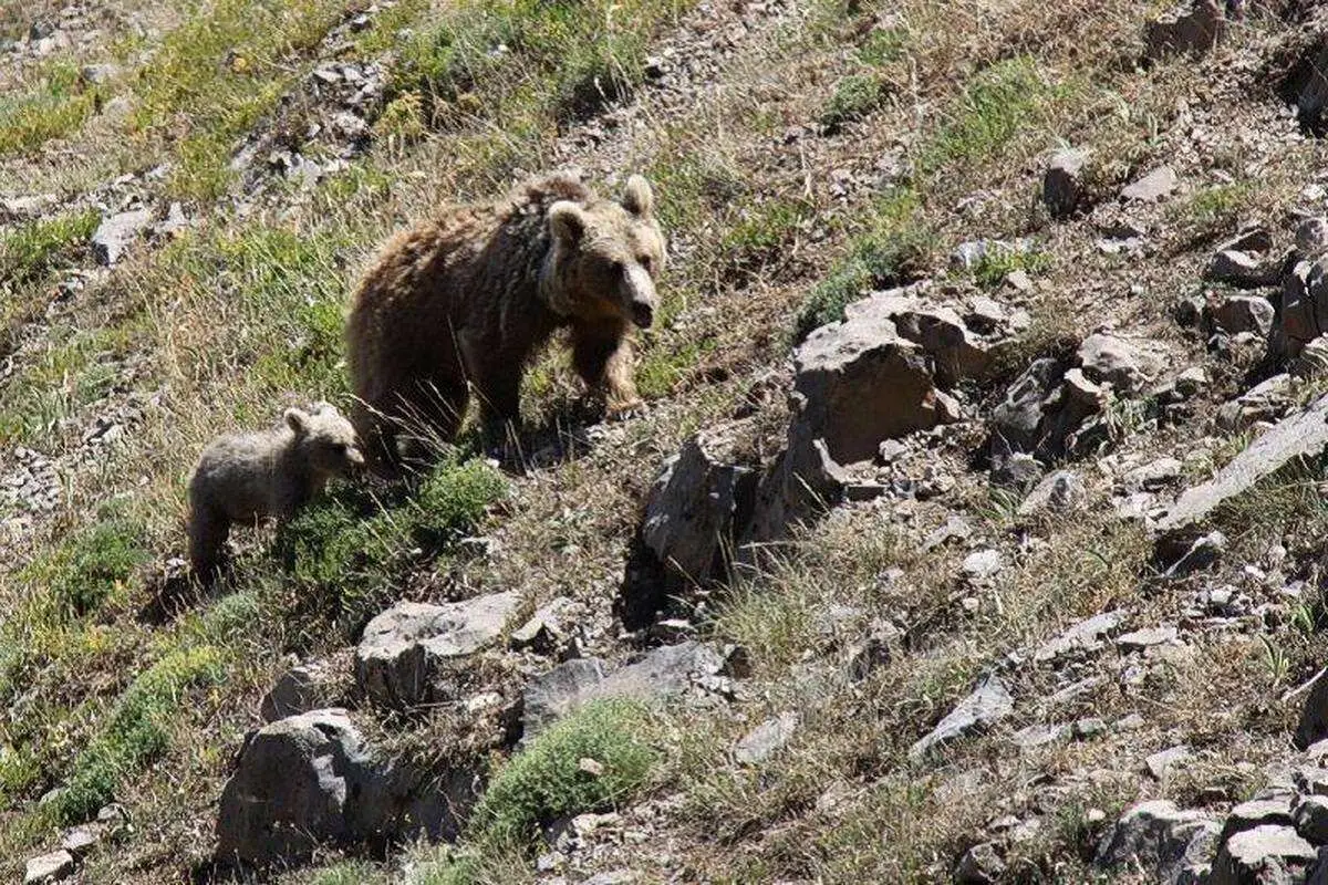 مشاهده خرسهای قهوهای در خطر انقراض در الموت