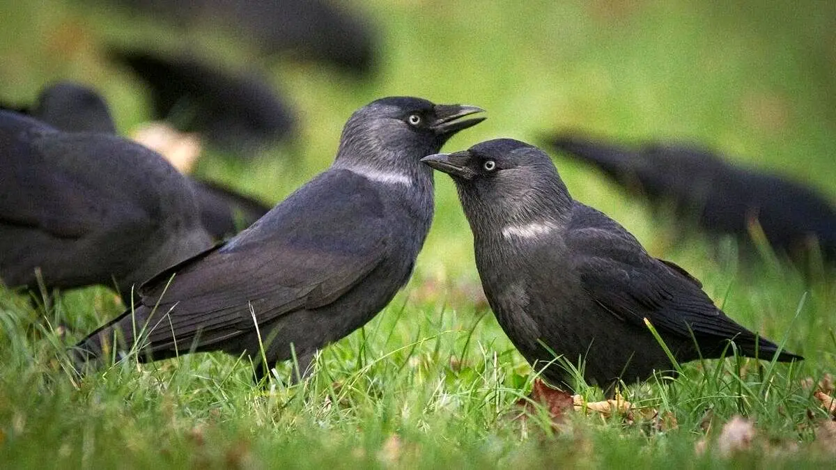 قدرت جالب کلاغ‌ها در تشخیص چهره انسان