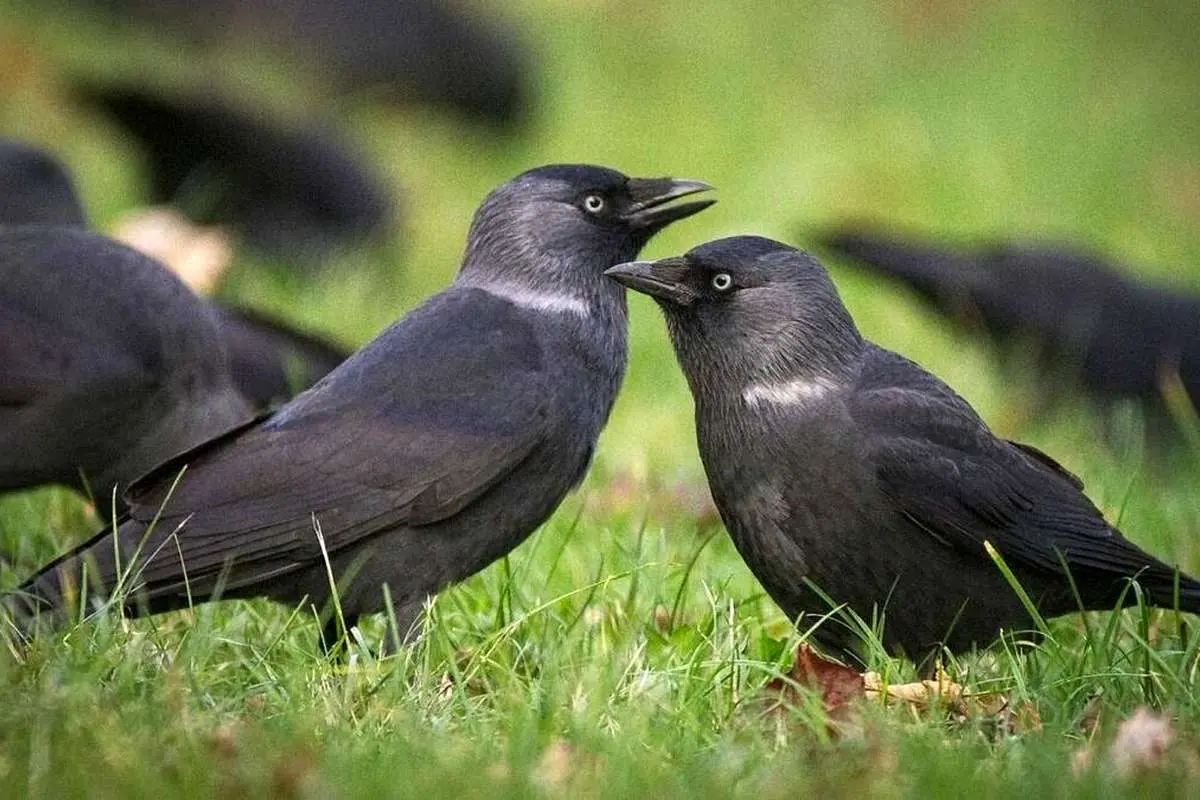 قدرت جالب کلاغها در تشخیص چهره انسان