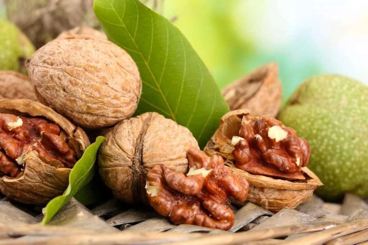 آیا خوردن گردوهای سیاه خطرناک است؟