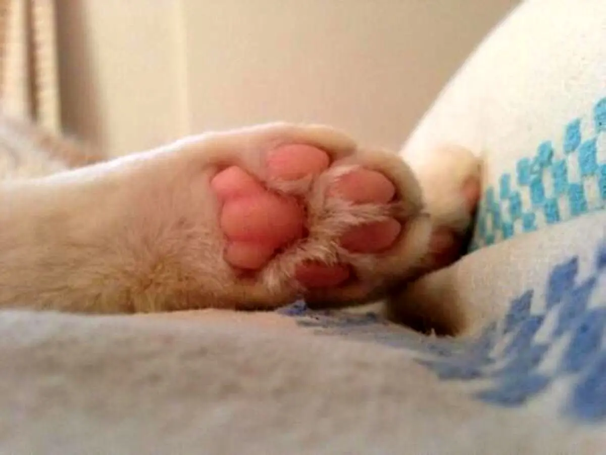 ویدیوی شوکه‌کننده از موجودات زنده در کف پای گربه!