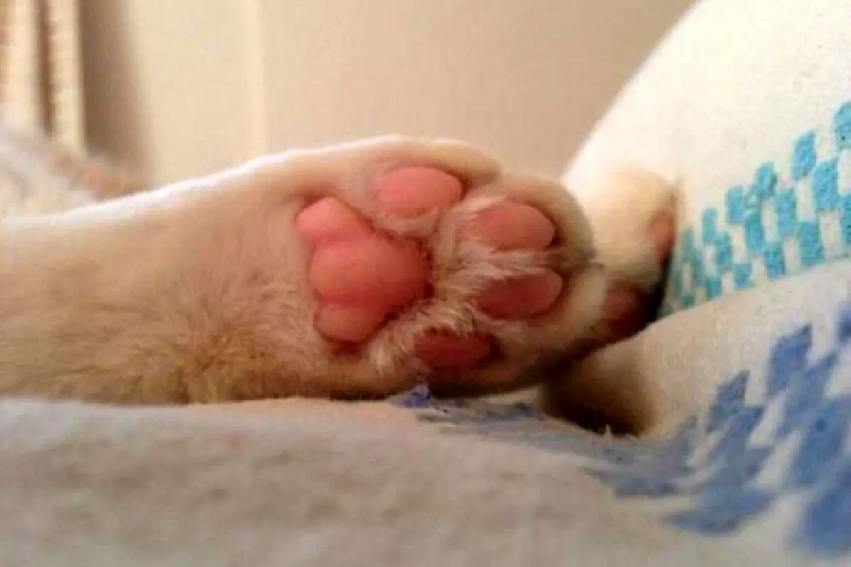 ویدیوی شوکه‌کننده از موجودات زنده در کف پای گربه!