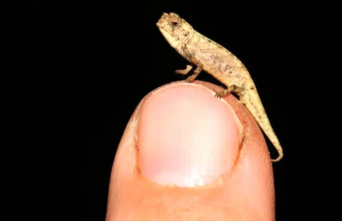 (تصویر) کشف کوچک‌ترین خزنده جهان؛ یک نانو آفتاب پرست