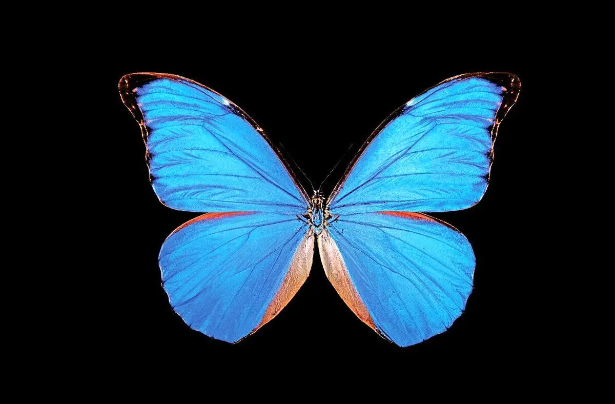 (تصاویر) رنگی‌ترین جاندار روی زمین را ببینید