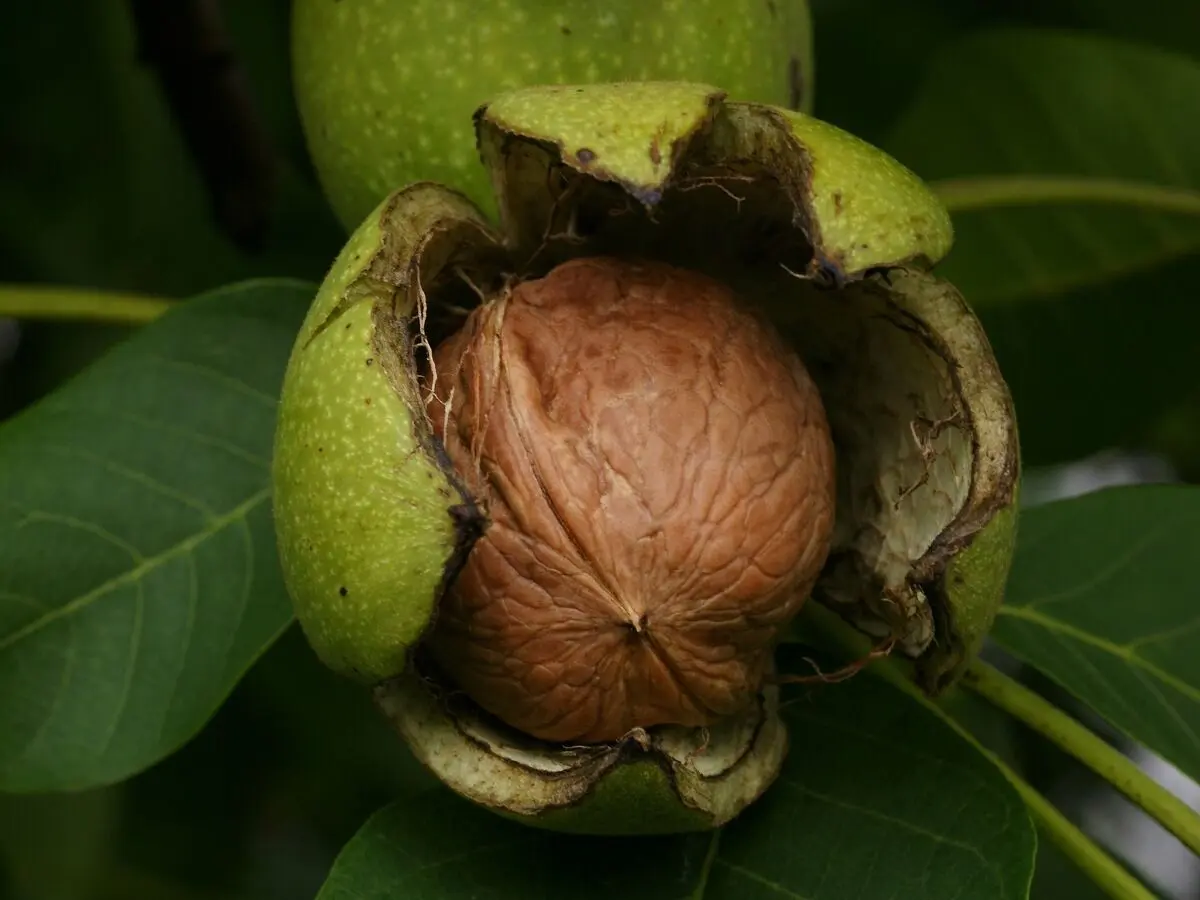 با مصرف این ماده غذایی شاد شوید
