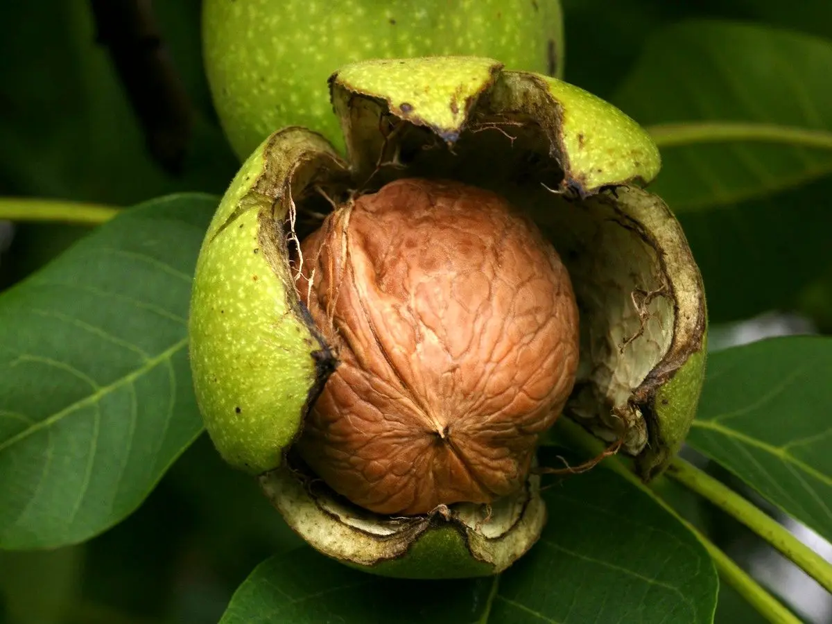 با مصرف این ماده غذایی شاد شوید
