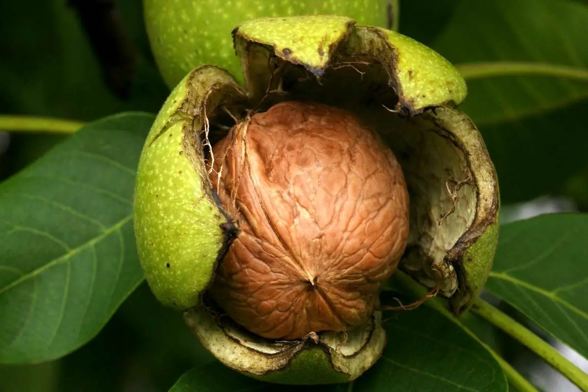 با مصرف این ماده غذایی شاد شوید