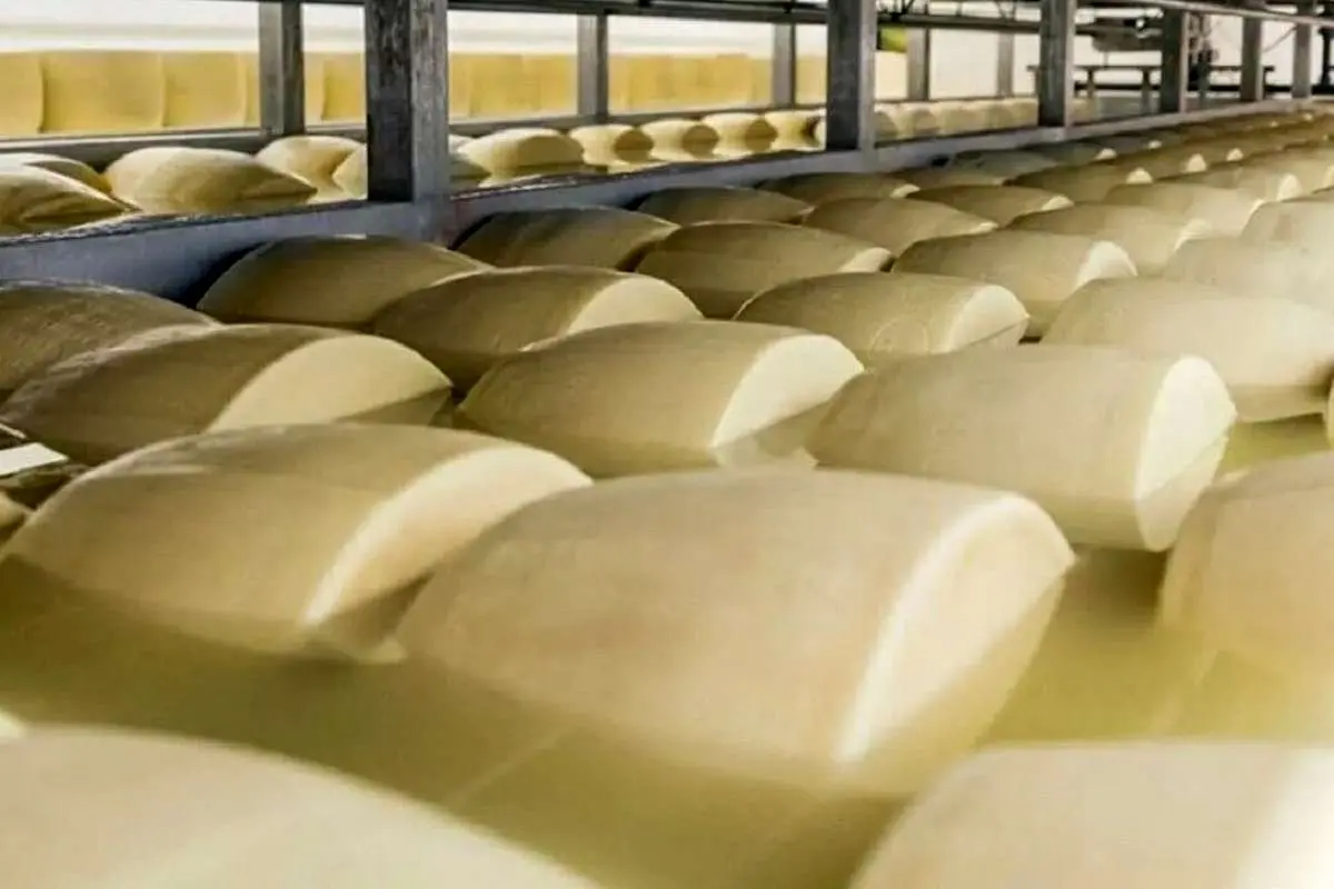 (ویدئو) فرآیند مدرن ساخت پنیر در کارخانه که تا به حال ندیده اید