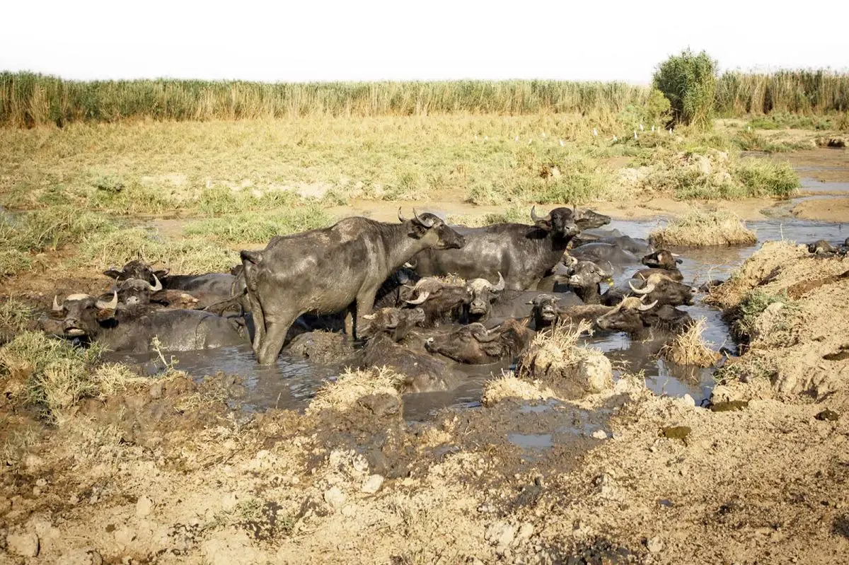 هشدار درباره پروژه سهراب در خوزستان