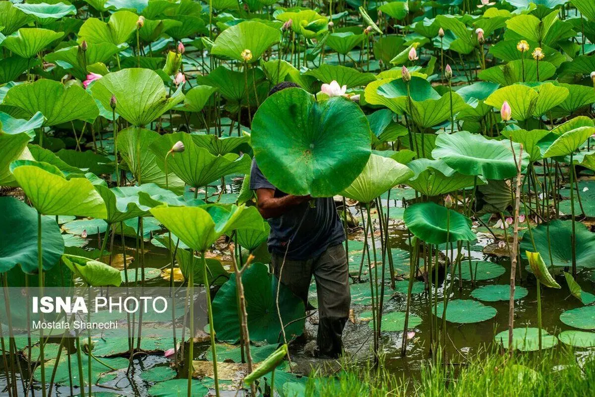 (تصاویر) آب‌بندان‌های در معرض تخریب در مازندران