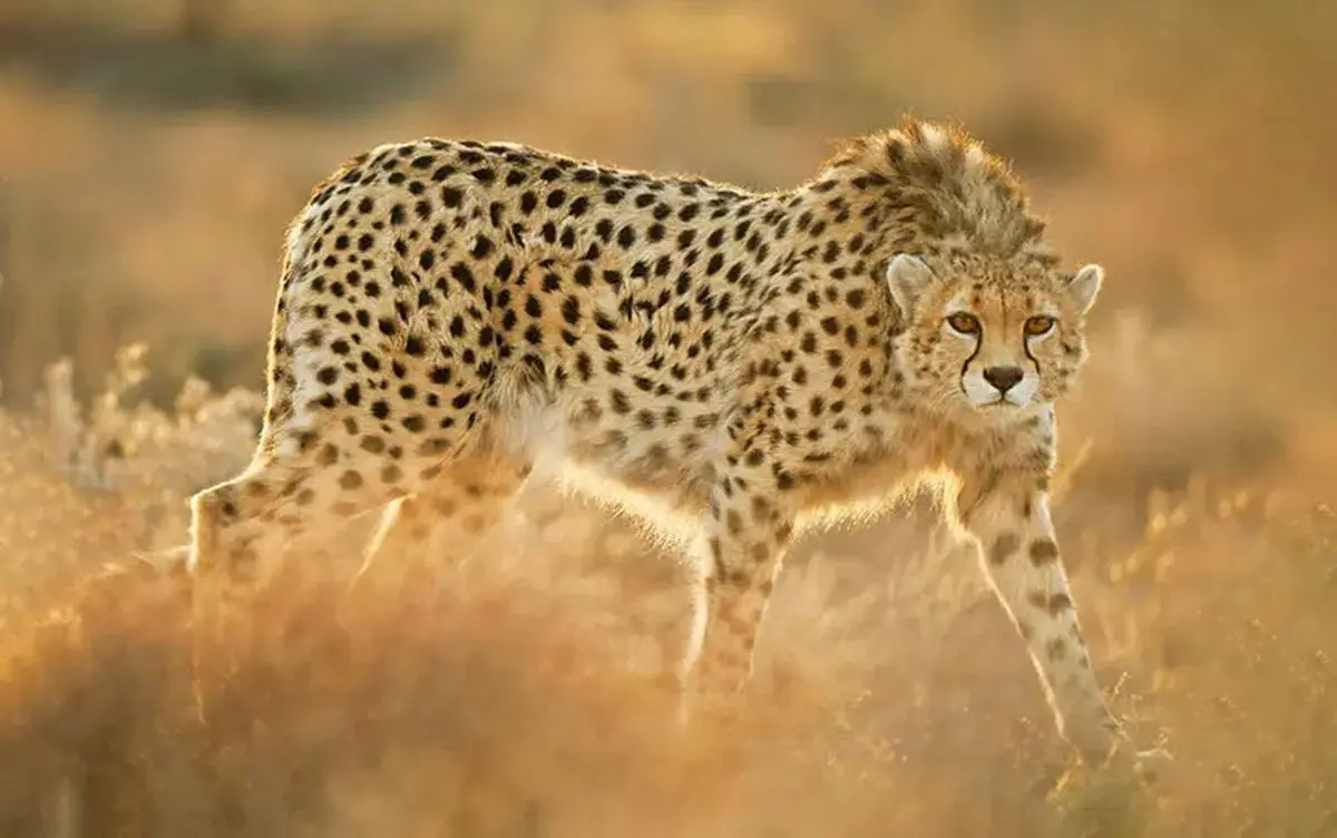 اعمال محدودیت سرعت در محور مرگ یوزها