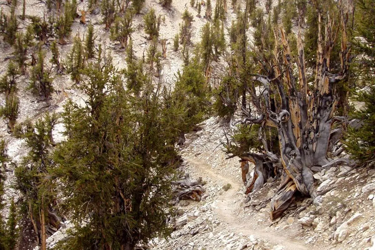 (تصاویر) قدیمی‌ترین درخت جهان کجاست؟