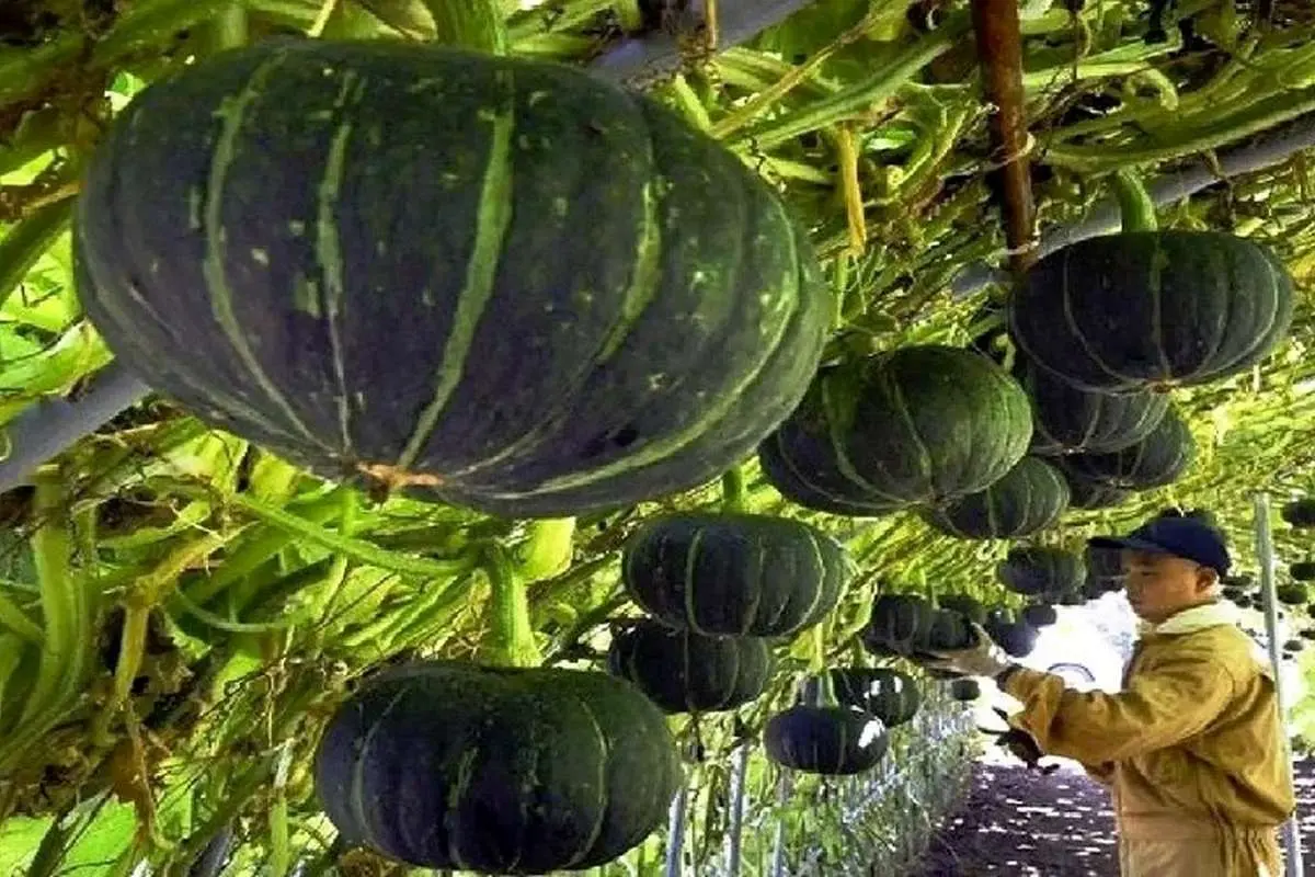 (ویدئو) فرایند تماشایی و شگفت انگیز کاشت و برداشت کدو تنبل در ژاپن