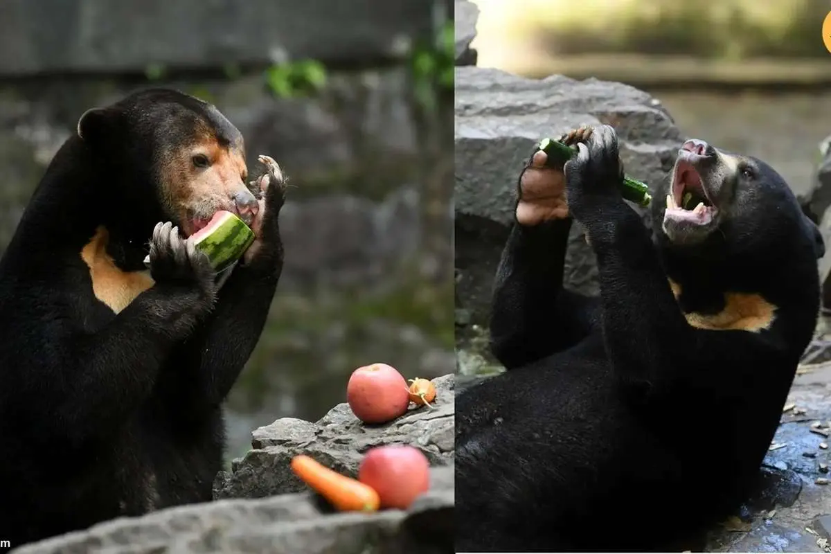 (تصاویر) خانم آنجلا بدون توجه به اتهامات از خوردن هندوانه و خیار لذت برد