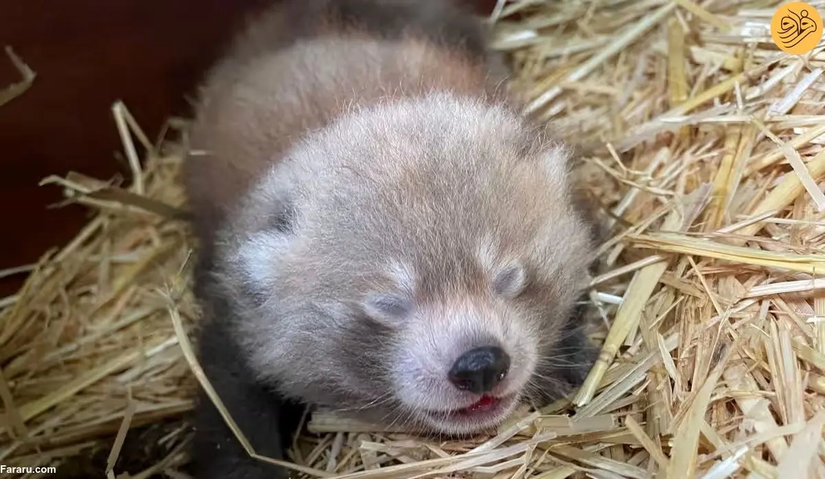 (ویدئو) تولد دو پاندای قرمز در خطر انقراض