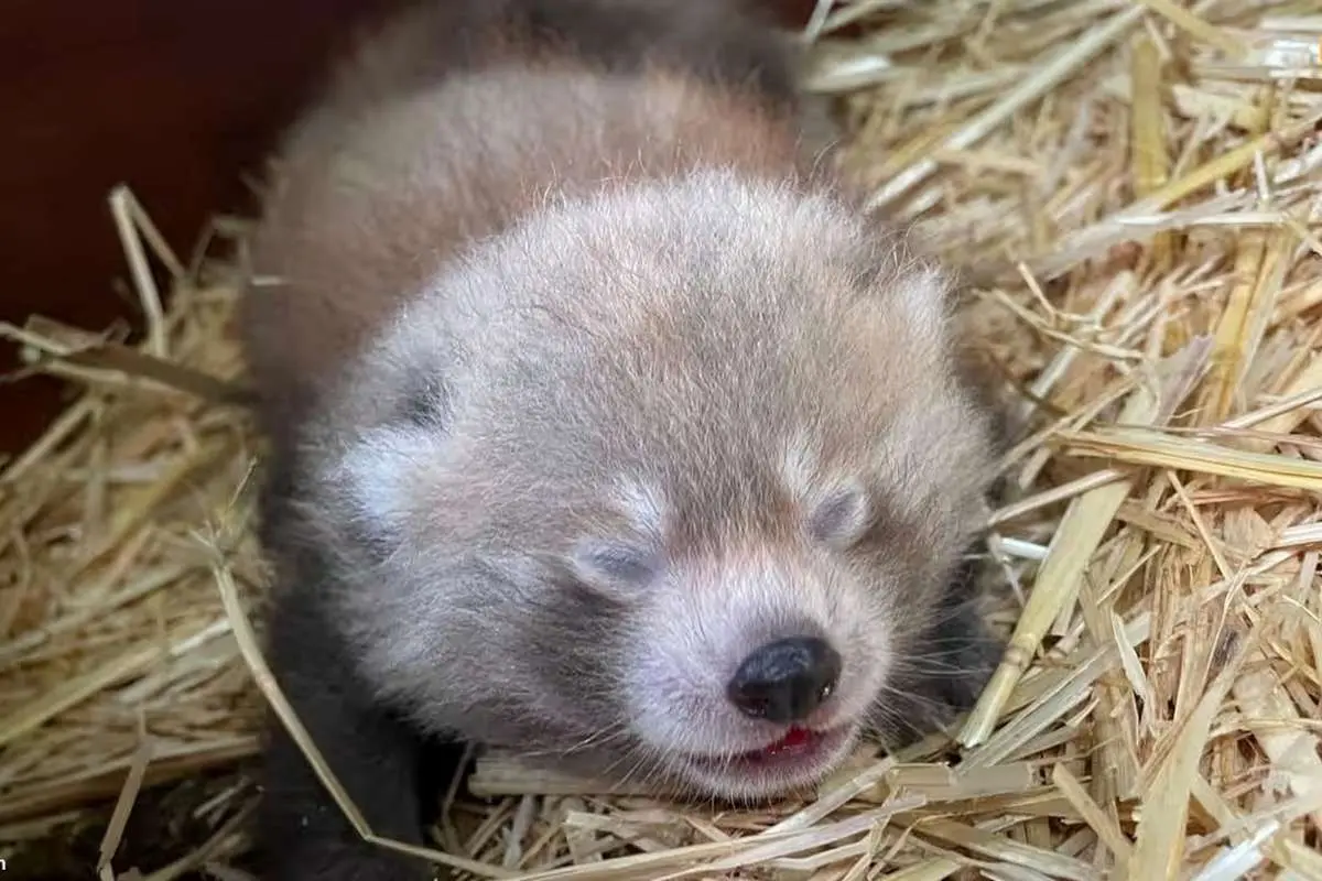 (ویدئو) تولد دو پاندای قرمز در خطر انقراض