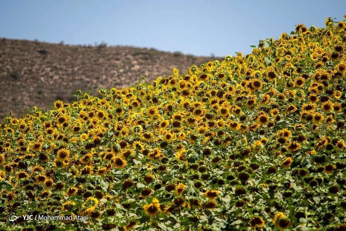(تصاویر) مزارع آفتابگردان گلستان
