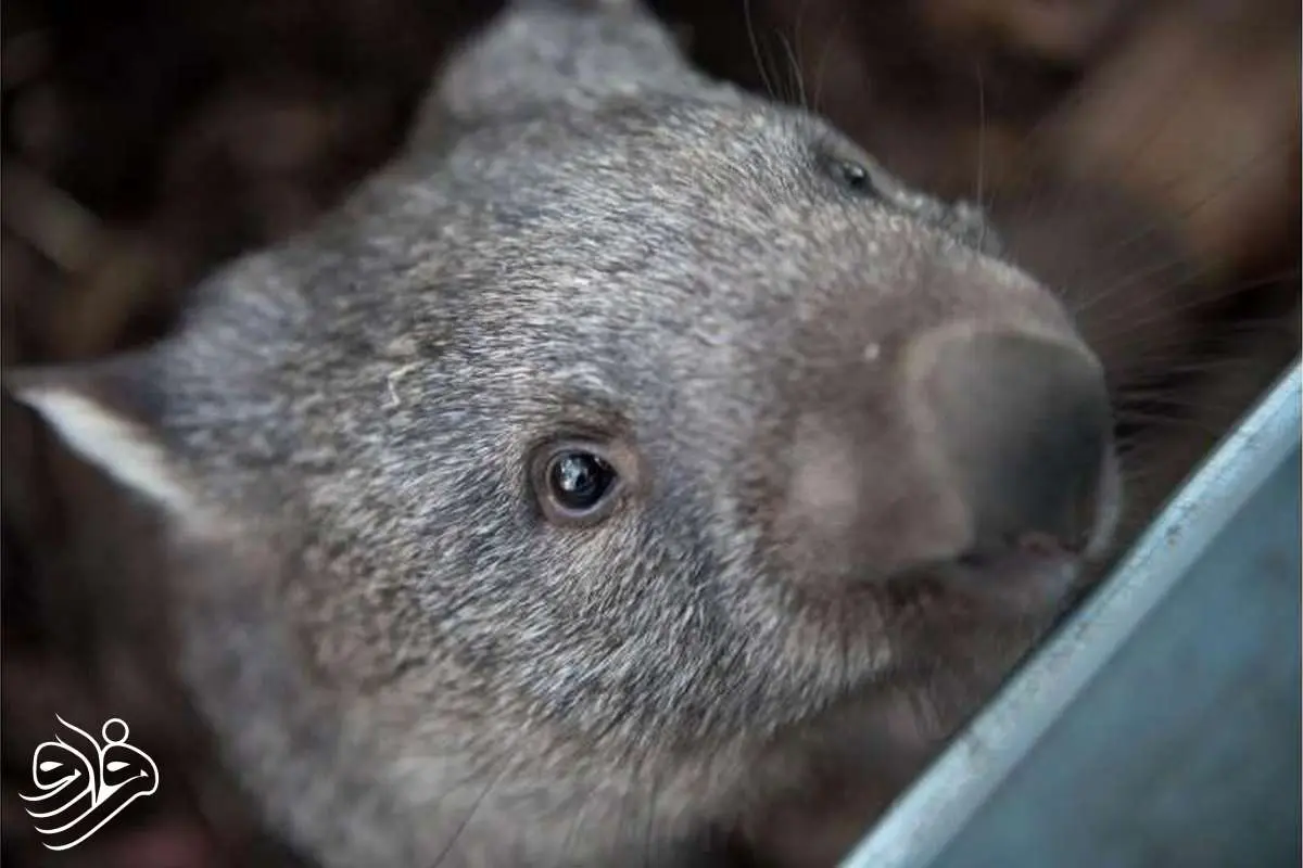 تولد تاریخی وامبت دماغ‌پشمالو در دل طبیعت