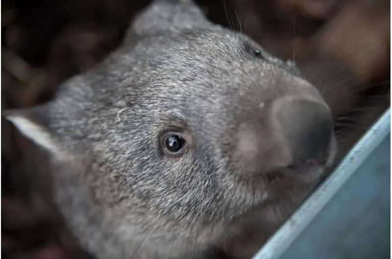 تولد تاریخی وامبت دماغ‌پشمالو در دل طبیعت