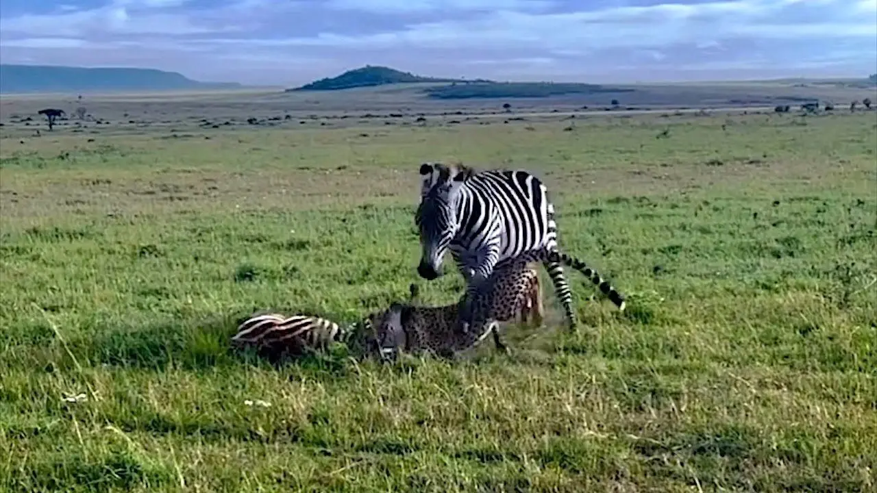 ببینید؛ تلاش نافرجام گورخر برای نجات توله‌اش از دست یوزپلنگ