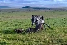 ببینید؛ تلاش نافرجام گورخر برای نجات توله‌اش از دست یوزپلنگ