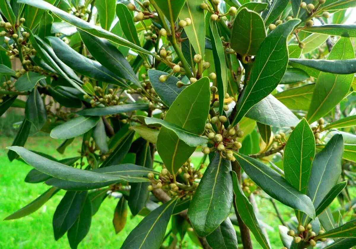 خواص درمانی و شگفت انگیز برگ یک گیاه